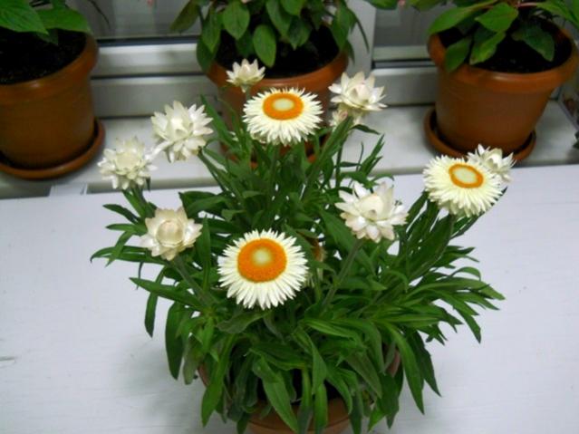 Name:  DSCN5172.jpg
Views: 1284
Size:  40.9 KB