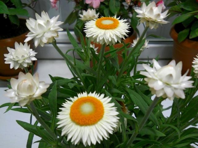 Name:  DSCN5175.jpg
Views: 1312
Size:  47.7 KB