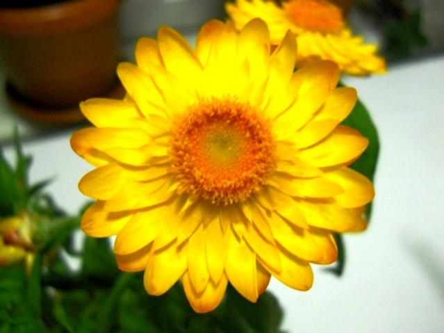 Name:  DSCN5176.jpg
Views: 1355
Size:  33.6 KB