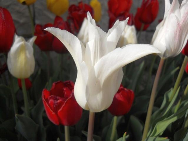 Name:  DSCN5182.jpg
Views: 1228
Size:  29.4 KB