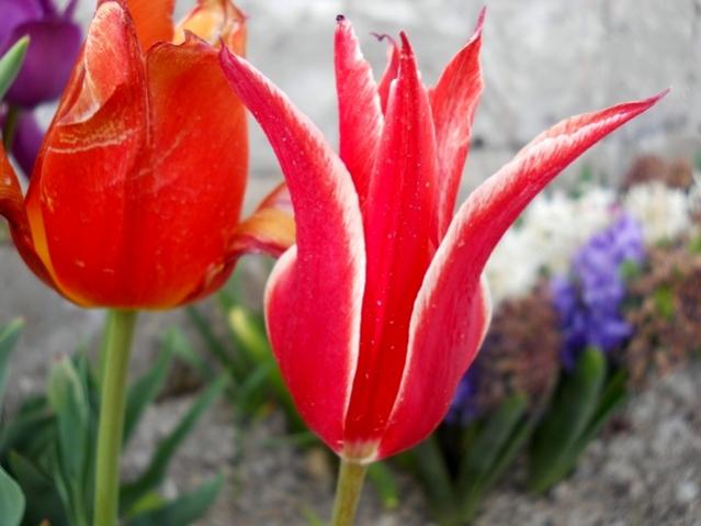 Name:  DSCN5181.jpg
Views: 1210
Size:  36.4 KB