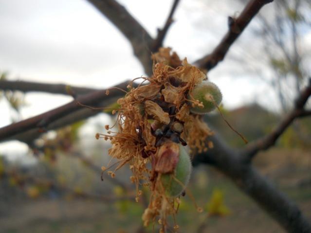 Name:  DSCN5253.jpg
Views: 1152
Size:  28.9 KB
