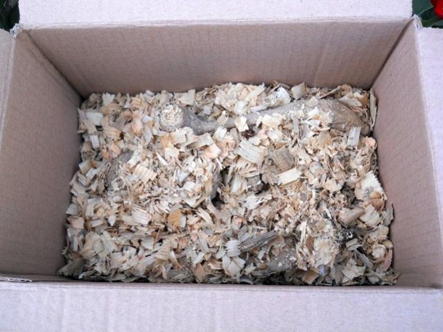 Name:  DSCN5255.jpg
Views: 1156
Size:  54.0 KB
