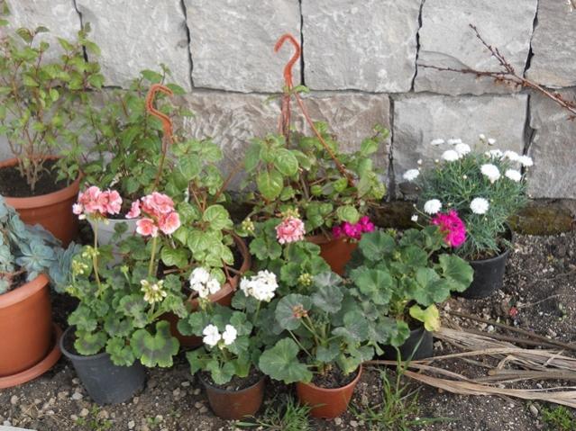 Name:  DSCN5202.jpg
Views: 1157
Size:  68.9 KB