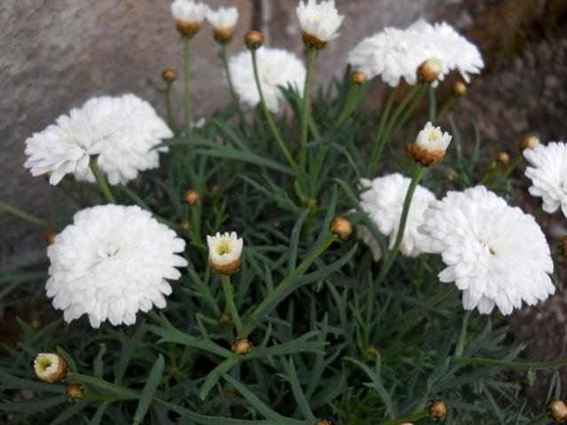 Name:  DSCN5240.jpg
Views: 1245
Size:  41.4 KB