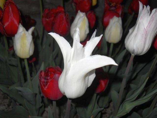 Name:  DSCN5262.jpg
Views: 1113
Size:  30.2 KB
