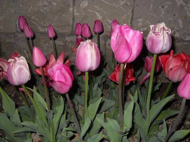 Name:  DSCN5264.jpg
Views: 1113
Size:  47.1 KB