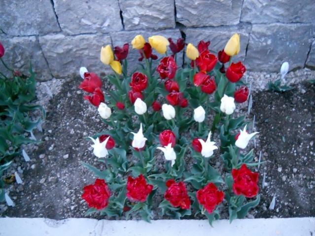 Name:  DSCN5258.jpg
Views: 1130
Size:  60.4 KB