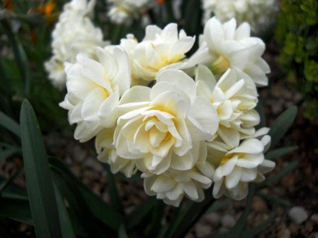 Name:  DSCN5287.JPG
Views: 1125
Size:  34.5 KB