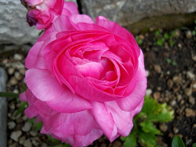 Name:  DSCN5331.jpg
Views: 1149
Size:  41.1 KB
