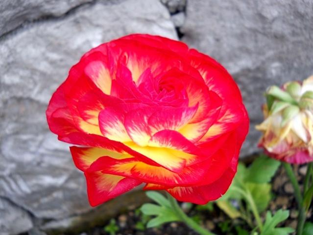 Name:  DSCN5334.jpg
Views: 1146
Size:  39.8 KB