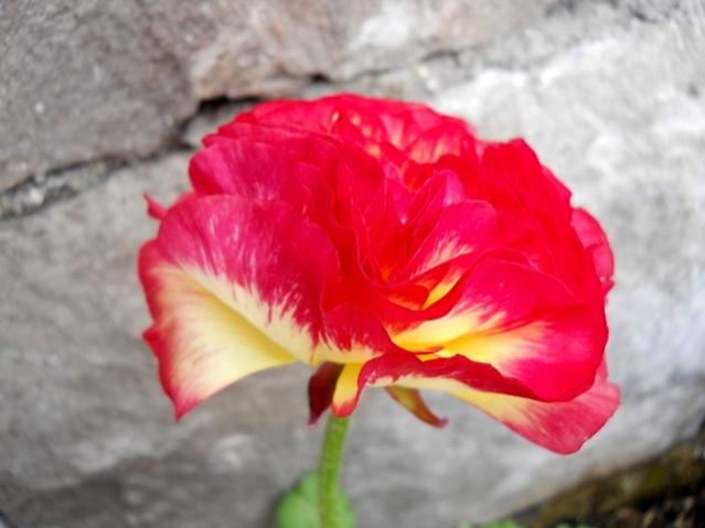 Name:  DSCN5335.jpg
Views: 1089
Size:  32.2 KB