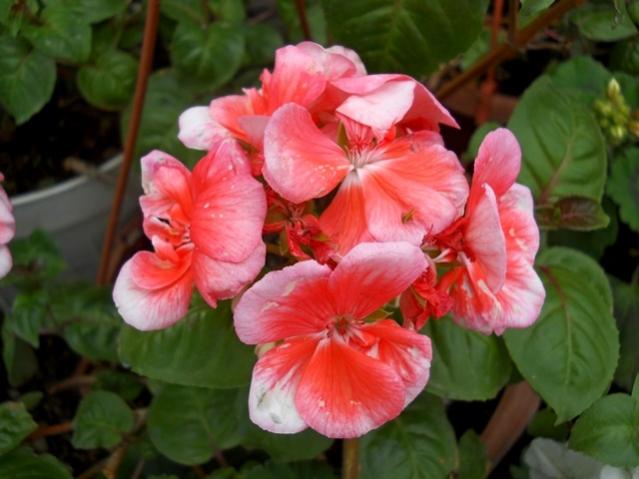 Name:  DSCN5337.jpg
Views: 1035
Size:  39.7 KB