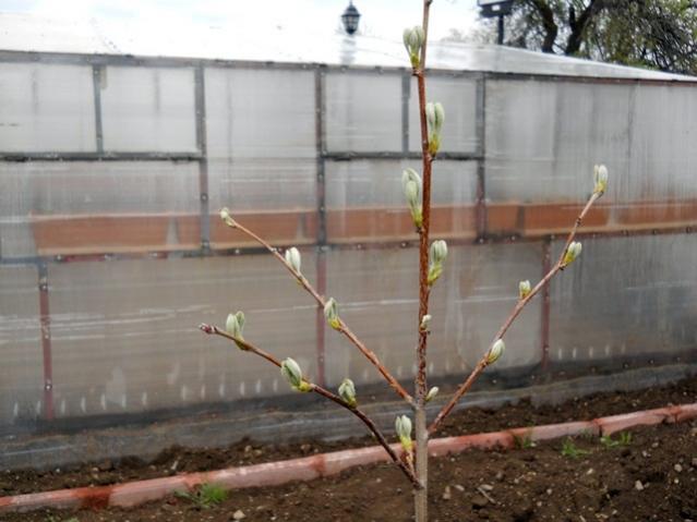 Name:  DSCN5363.jpg
Views: 1010
Size:  38.9 KB