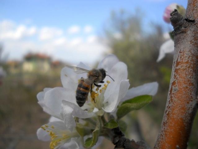 Name:  DSCN5428.jpg
Views: 979
Size:  27.3 KB