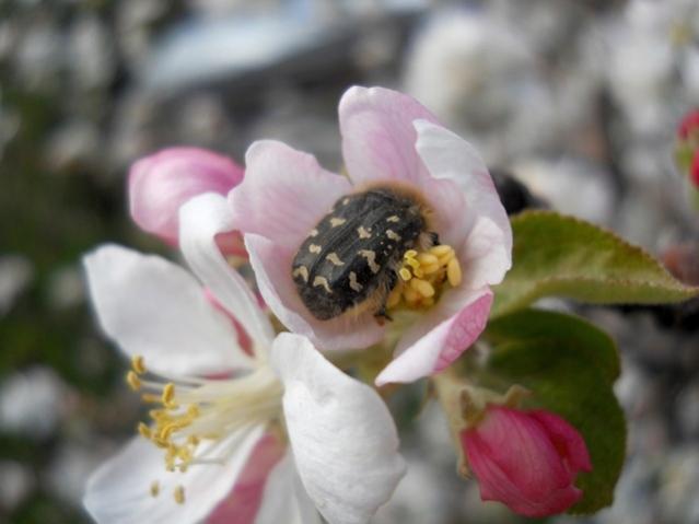 Name:  DSCN5431.jpg
Views: 1017
Size:  29.0 KB