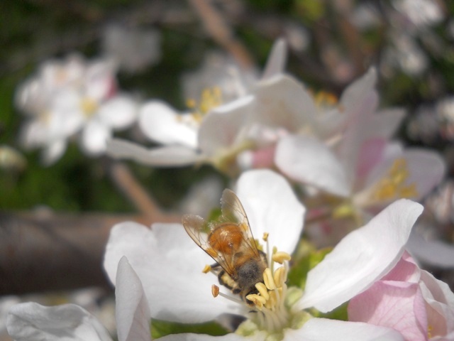Name:  DSCN5432.JPG
Views: 977
Size:  69.0 KB