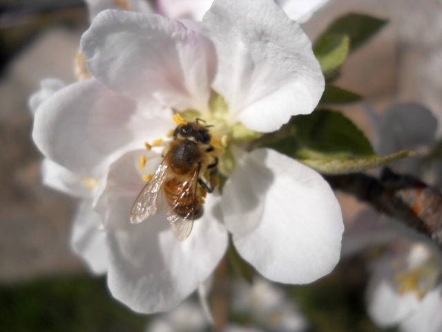 Name:  DSCN5421.JPG
Views: 961
Size:  66.7 KB