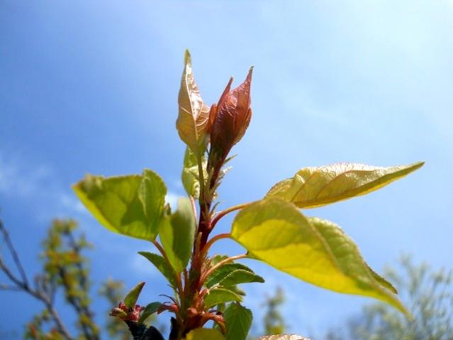 Name:  DSCN5439.jpg
Views: 1079
Size:  28.2 KB