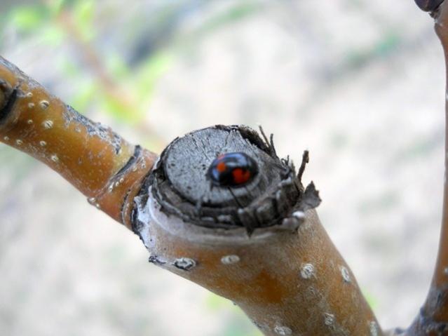 Name:  DSCN5445.jpg
Views: 1171
Size:  29.4 KB