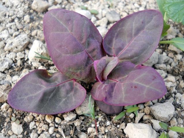 Name:  DSCN5456.jpg
Views: 1007
Size:  59.0 KB