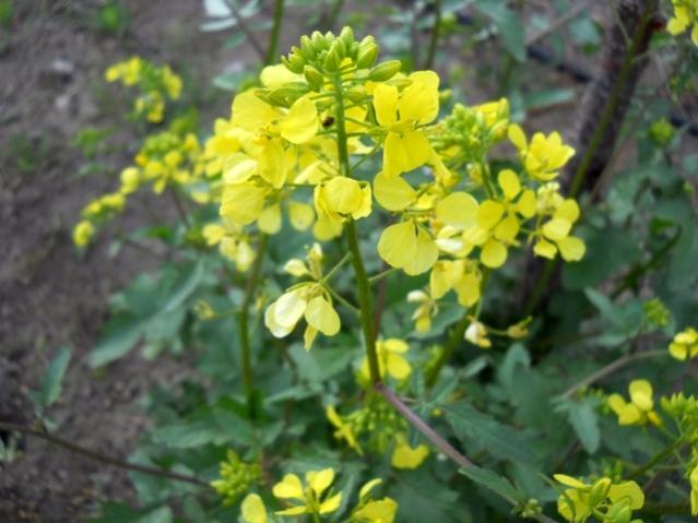 Name:  DSCN5513.jpg
Views: 1986
Size:  43.3 KB