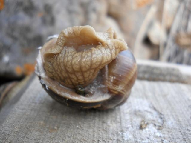 Name:  DSCN5477.jpg
Views: 898
Size:  31.9 KB