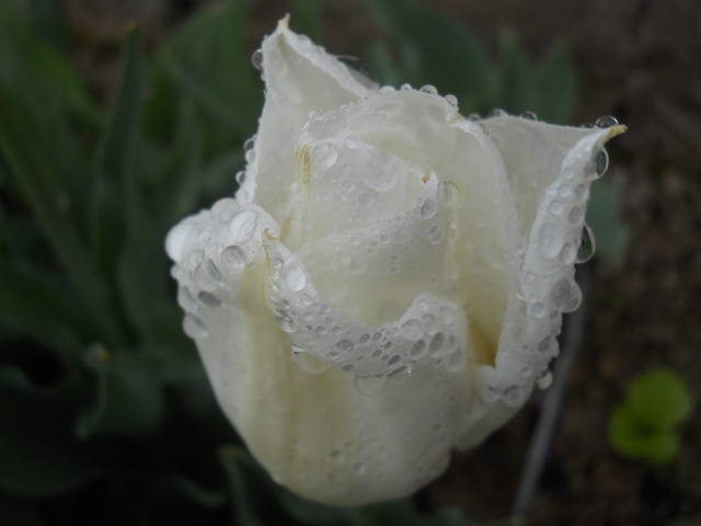 Name:  DSCN5534.JPG
Views: 933
Size:  57.7 KB