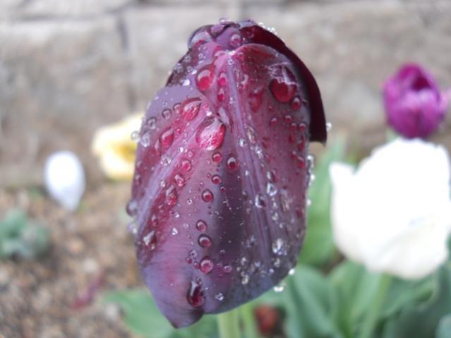 Name:  DSCN5535.jpg
Views: 864
Size:  30.5 KB