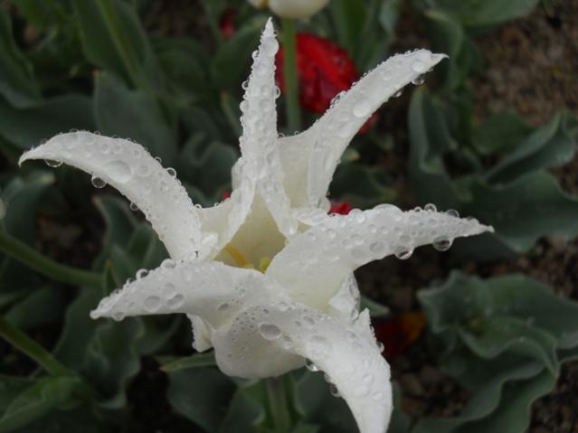Name:  DSCN5537.jpg
Views: 850
Size:  28.4 KB