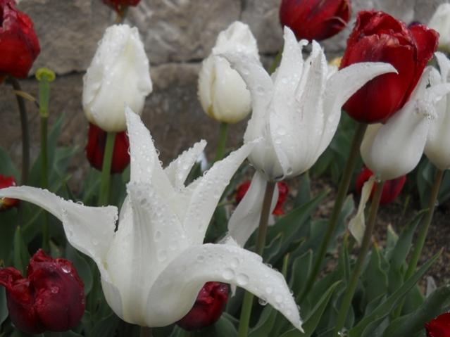 Name:  DSCN5541.jpg
Views: 898
Size:  35.4 KB