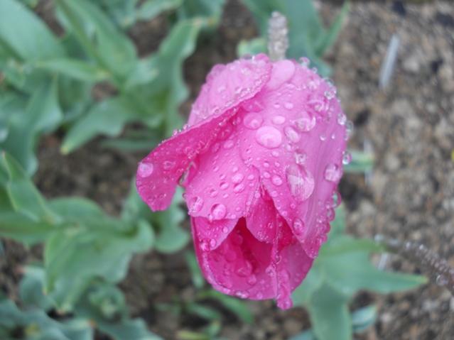 Name:  DSCN5545.jpg
Views: 854
Size:  33.3 KB