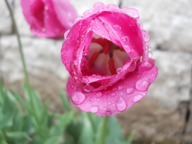 Name:  DSCN5547.jpg
Views: 841
Size:  31.0 KB