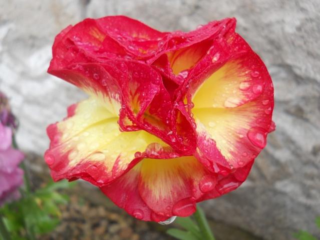 Name:  DSCN5550.jpg
Views: 894
Size:  38.1 KB