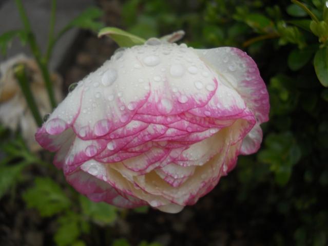 Name:  DSCN5553.jpg
Views: 858
Size:  28.6 KB