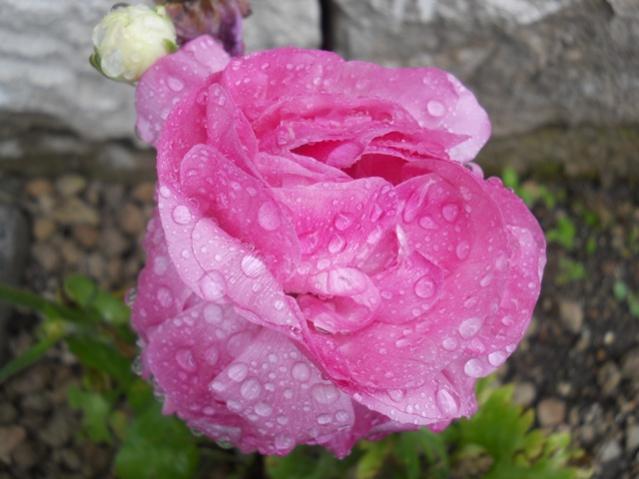 Name:  DSCN5552.jpg
Views: 844
Size:  39.0 KB