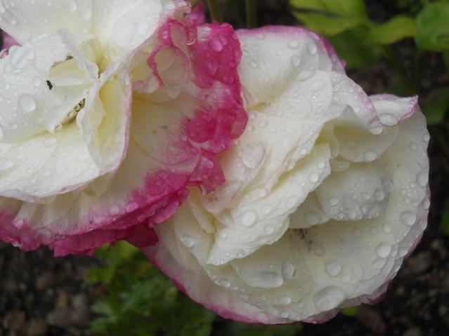 Name:  DSCN5549.jpg
Views: 856
Size:  31.8 KB