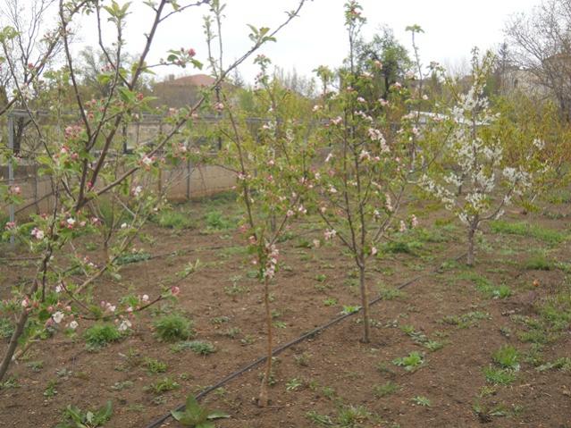 Name:  DSCN5560.jpg
Views: 868
Size:  67.7 KB