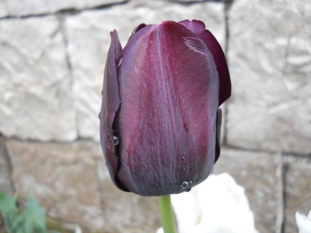 Name:  DSCN5574.jpg
Views: 849
Size:  29.4 KB
