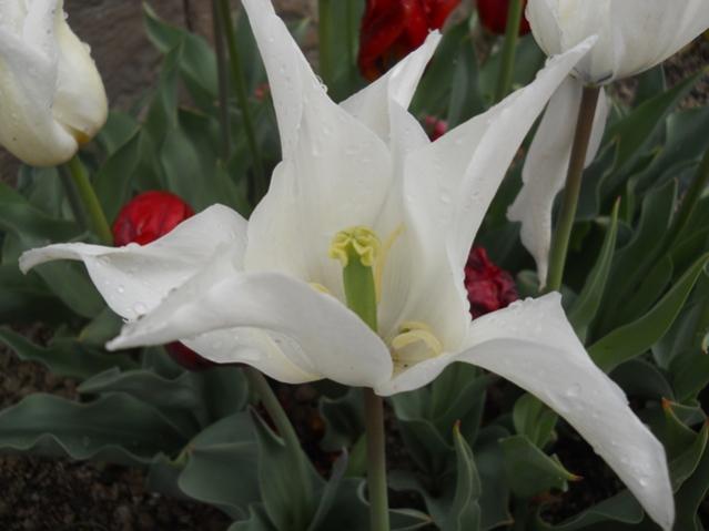 Name:  DSCN5581.jpg
Views: 796
Size:  30.6 KB