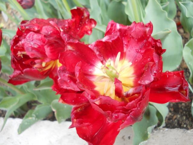 Name:  DSCN5579.jpg
Views: 806
Size:  44.6 KB