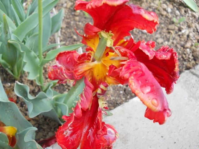 Name:  DSCN5576.jpg
Views: 794
Size:  50.5 KB