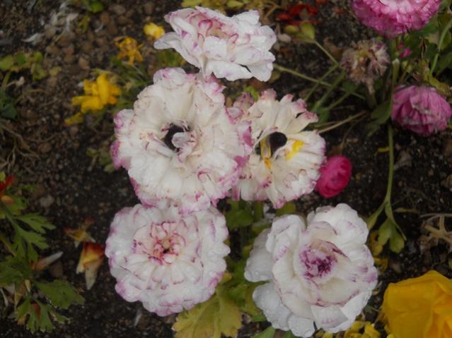 Name:  DSCN5591.jpg
Views: 819
Size:  47.7 KB