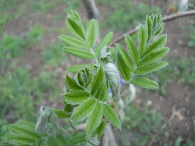 Name:  DSCN5658.jpg
Views: 763
Size:  32.5 KB
