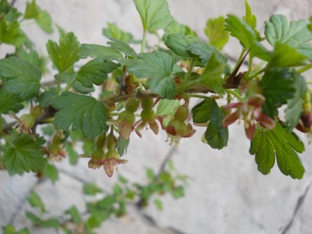 Name:  DSCN5673.jpg
Views: 694
Size:  37.5 KB