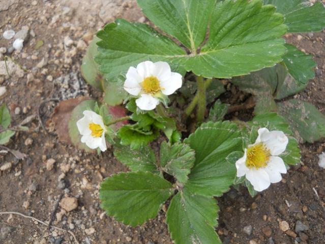 Name:  DSCN5678.jpg
Views: 711
Size:  57.0 KB