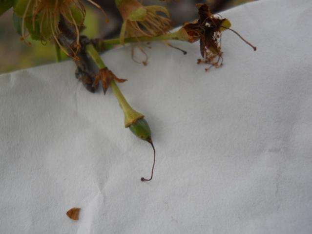 Name:  DSCN5695.jpg
Views: 707
Size:  22.7 KB