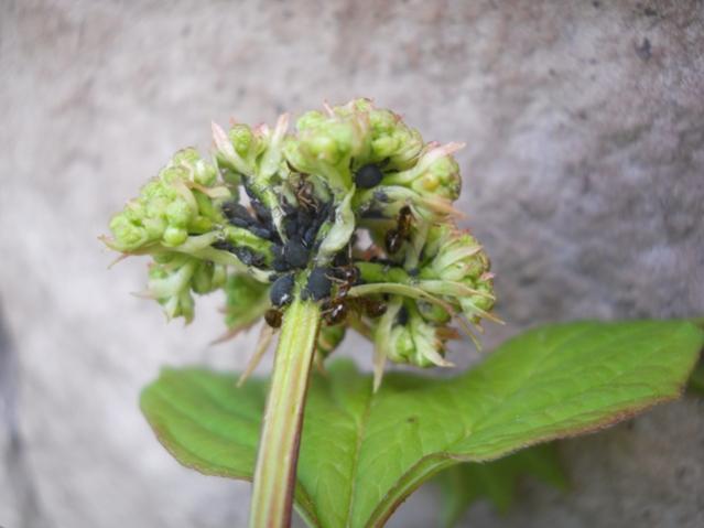 Name:  DSCN5676.jpg
Views: 674
Size:  30.3 KB