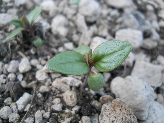 Name:  DSCN5710.jpg
Views: 677
Size:  41.0 KB