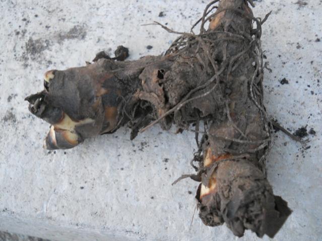 Name:  DSCN5712.jpg
Views: 677
Size:  47.9 KB